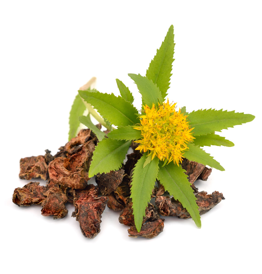 Eine Blüte der Rhodiola rosea ist auf ihren Wurzeln schick drapiert