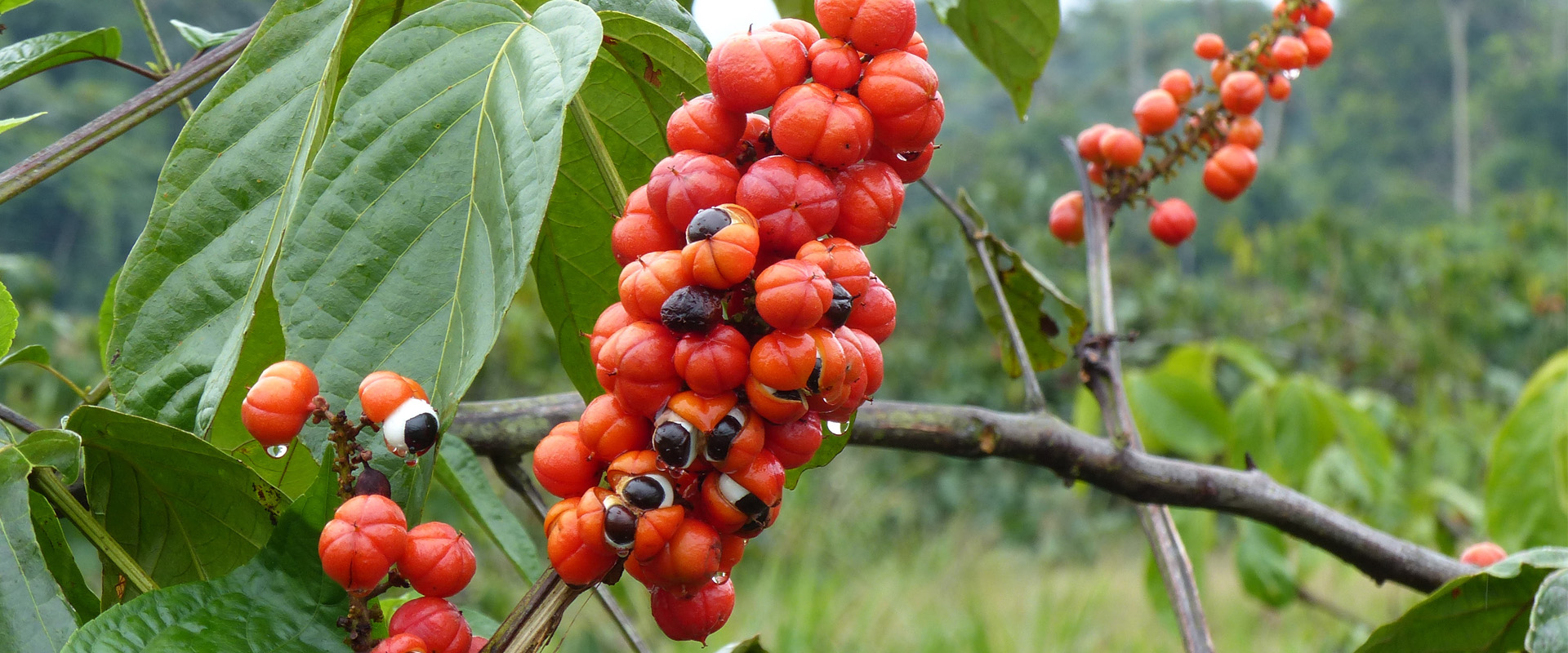Die roten Früchte Guaranapflanze wachsen üppig und rispenartig