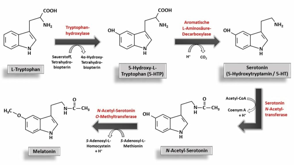 Das Bild zeigt eine Infografik und erklärt die Serotoninsynthese