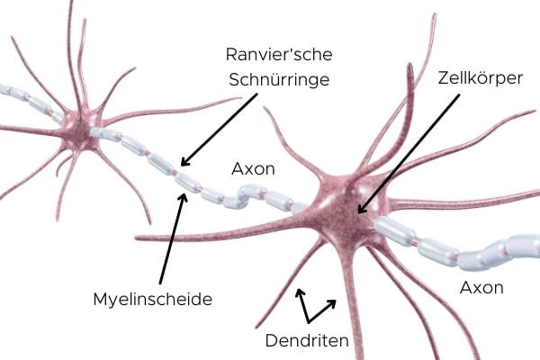 Gezeigt wird ein beschriftetes Bild vom Aufbau einer Nervenzelle