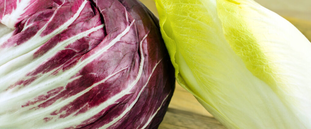 Ein roter und ein grüner Chicoree mit vielen gesunden Bitterstoffen