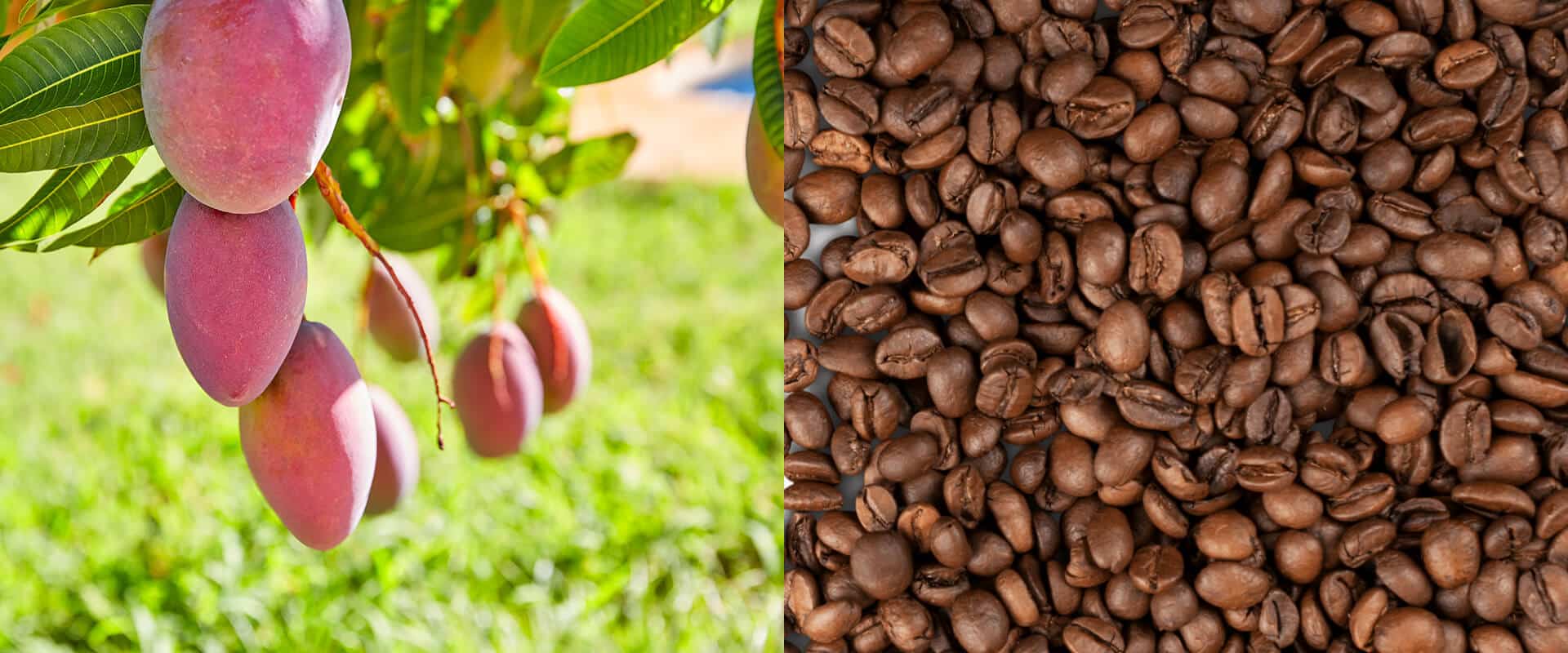 Mangobaum und Kaffeebohnen als visuelle Gegenüberstellung für Mangoblatt und Koffein