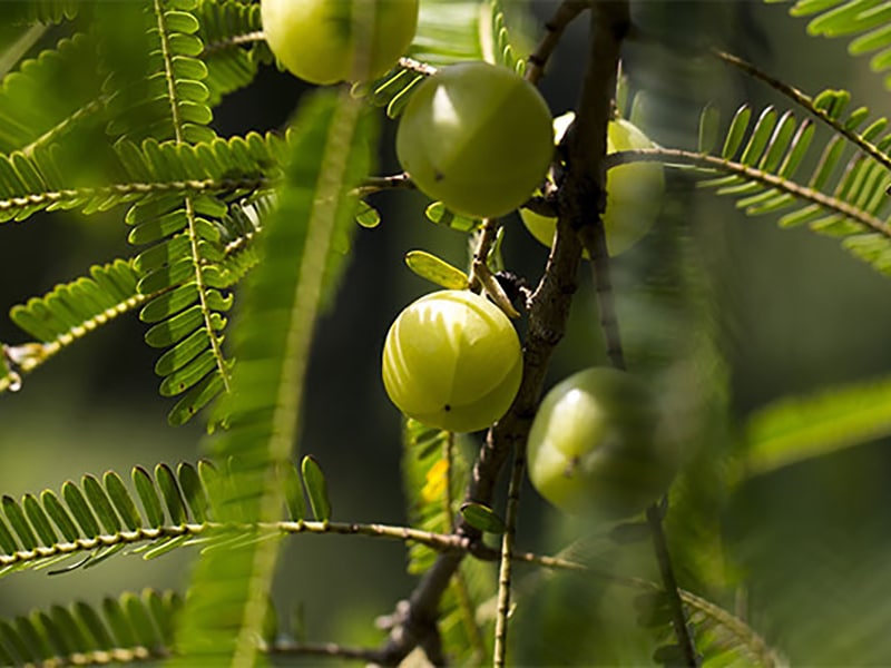 Gezeigt werden Amla-Früchte, die noch am Baum hängen.