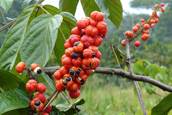 Gezeigt werden die roten Guaranafrüchte die noch an der Pflanze hängen.
