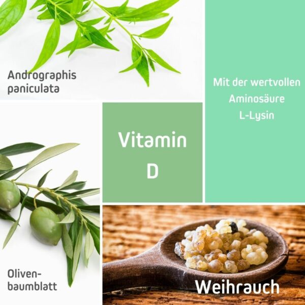 Das Bild zeigt eine Auswahl an Inhaltsstoffen von ImmunVital