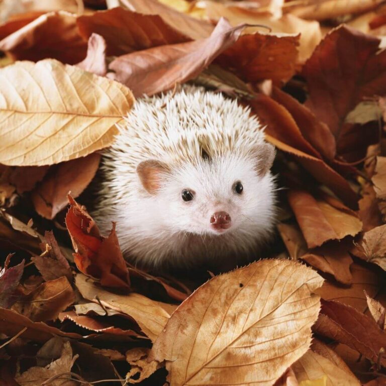 Ein Igel sitzt auf herbstlichem Laub und schaut in die Kamera